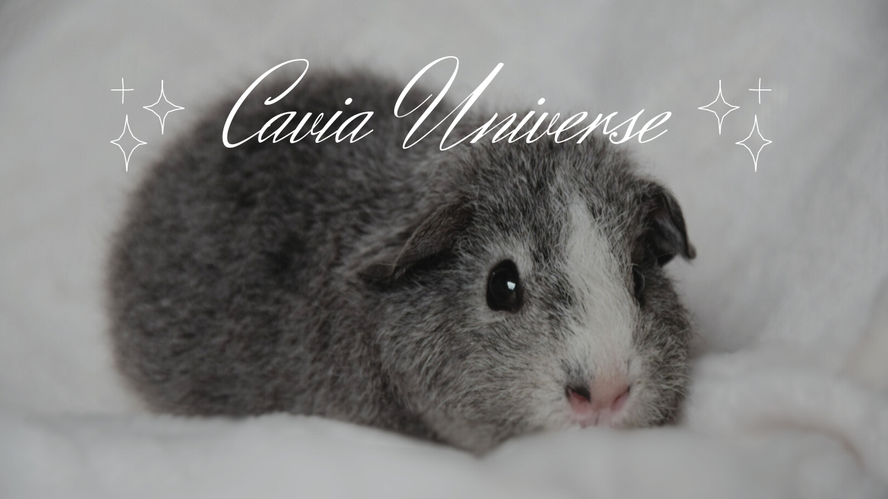 Baner