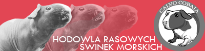 Baner
